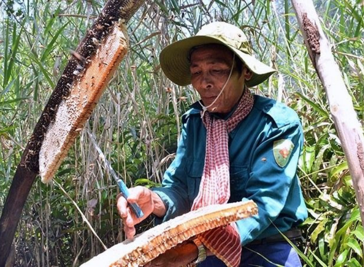 Mật ong rừng U Minh Cà Mau nguyên chất – đặc sản Cà Mau tốt cho sức khỏe